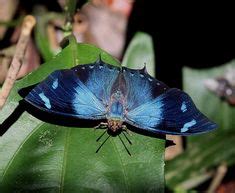 Unveiling the Enigmatic Charms of Memphis Butterfly Wings